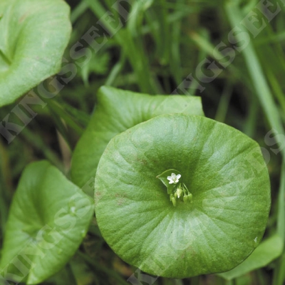 Picture of Claytonia Seed